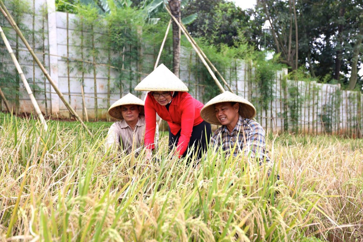 PADDY HARVEST AT VIDA BEKASI